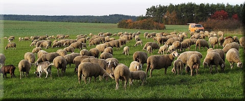 2019-01-01-Moutons-dans-la-prairie.jpg